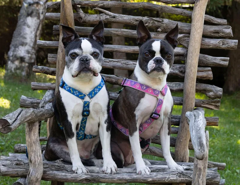 Ivy & Ollie