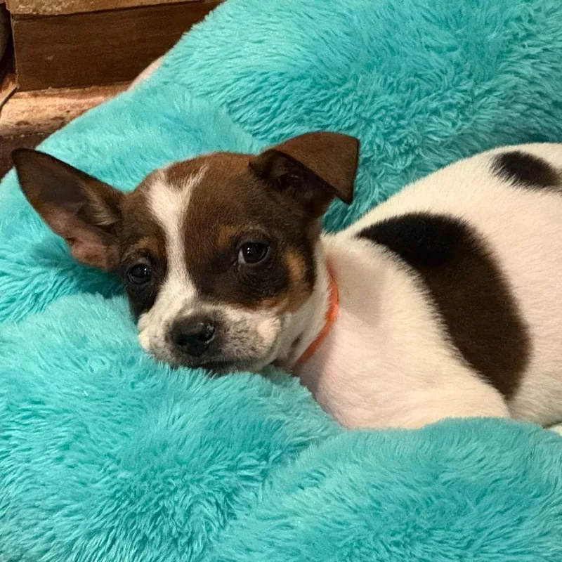 A baby small-sized male White / Cream Mixed Breed dog named Dropping for adoption in Buffalo, MN