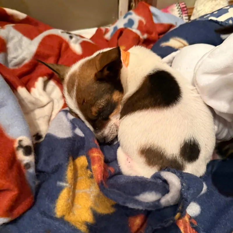 Dropping thumbnail 2