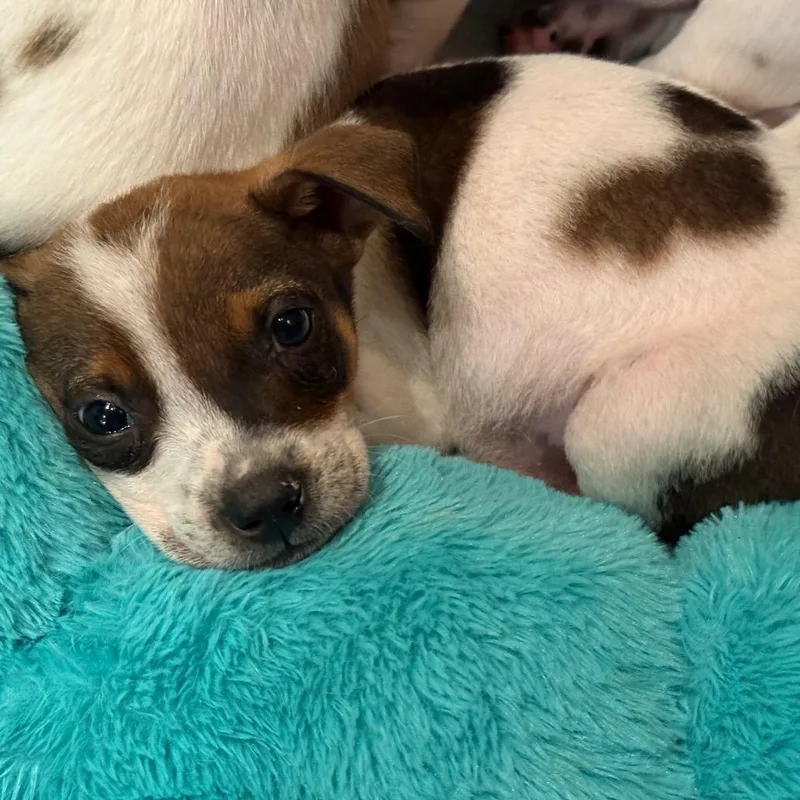 Dropping thumbnail 5