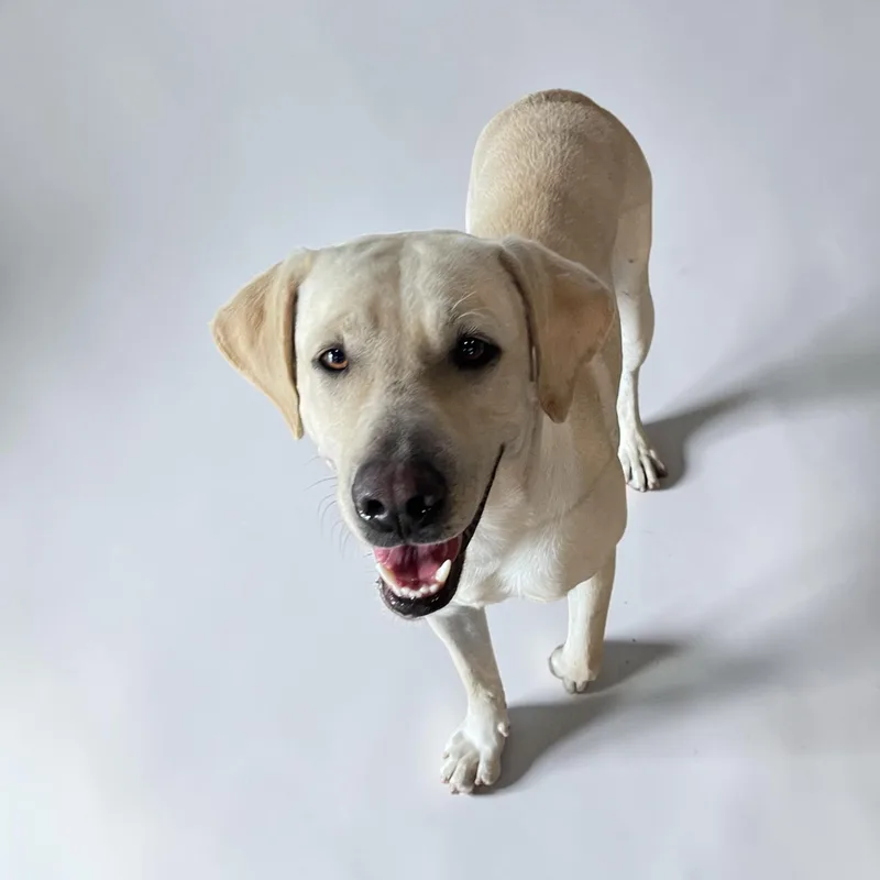 A young large-sized male Yellow / Tan / Blond / Fawn Labrador Retriever dog named Oliver for adoption in Kenedy, TX
