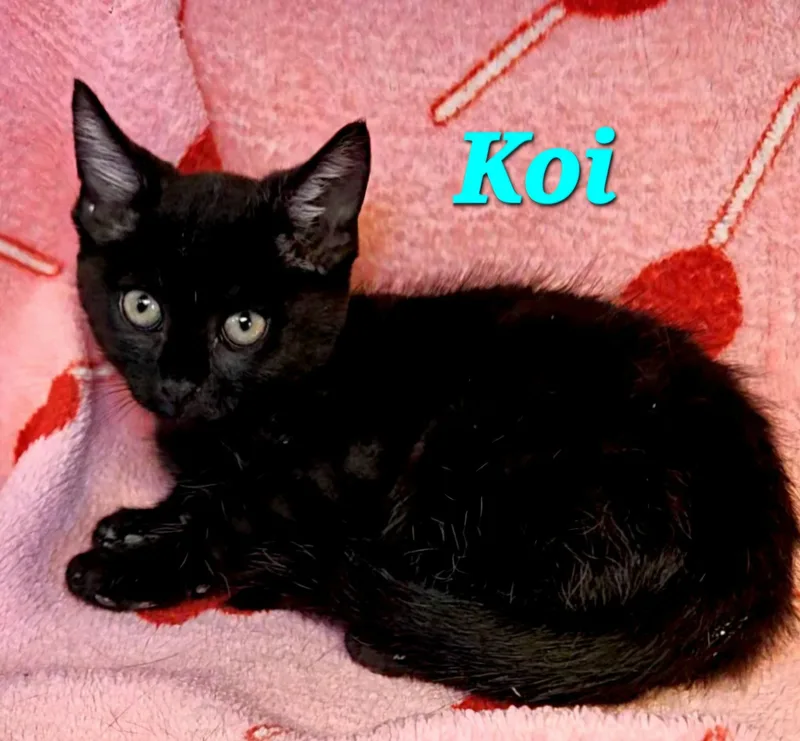 A baby medium-sized female Black Domestic Short Hair cat named Koi for adoption in Macon, GA