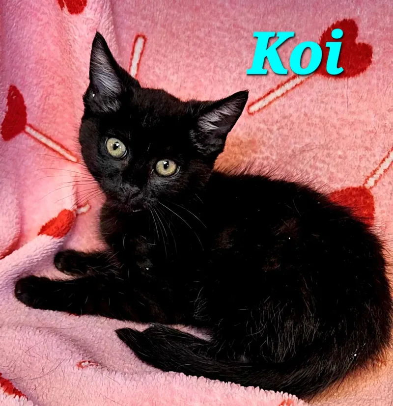Koi thumbnail 2