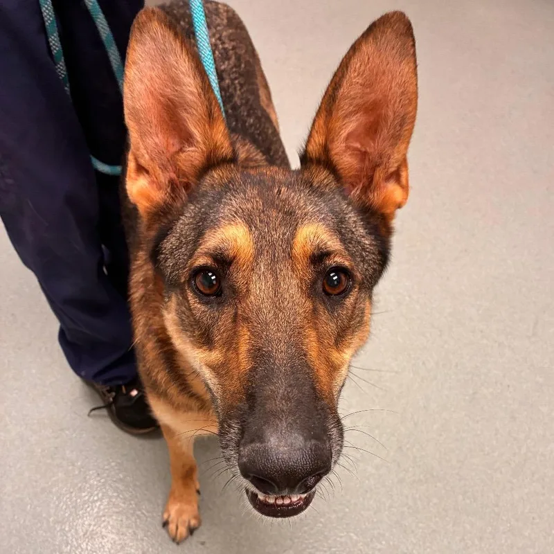 An adult large-sized female Sable German Shepherd Dog dog named Bailey Bug for adoption in Abilene, TX