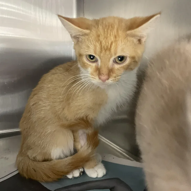 A baby small-sized male Orange & White Domestic Short Hair cat named Puddy for adoption in Greenback, TN