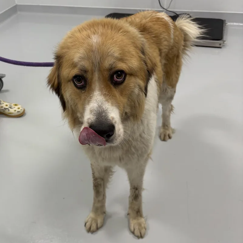 A young medium-sized male White / Cream Great Pyrenees dog named Gunther for adoption in Kankakee, IL