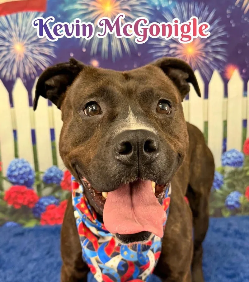 An adult medium-sized male Black Mixed Breed dog named Kevin Mcgonigle for adoption in Flint, MI