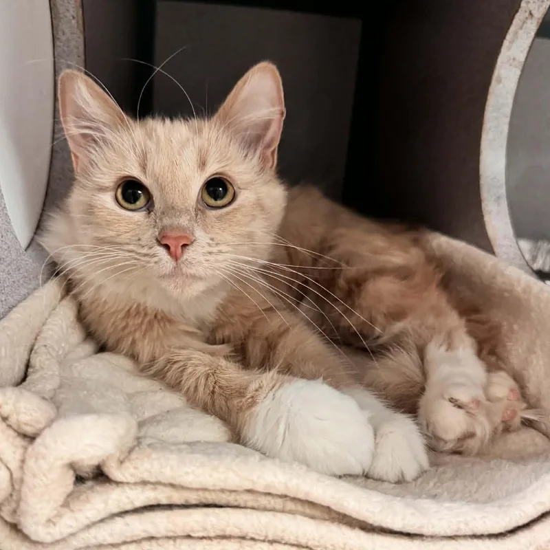 An adult medium-sized female Buff / Tan / Fawn Domestic Medium Hair cat named Abba for adoption in Waterloo, IA