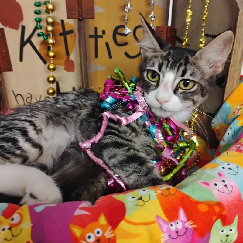 A baby small-sized female Tabby (Gray / Blue / Silver) Domestic Short Hair cat named Arabesque F Gentle Sweetheart for adoption in Phoenix, AZ