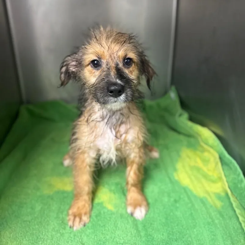 A baby medium-sized female Terrier dog named Peony for adoption in Danbury, CT