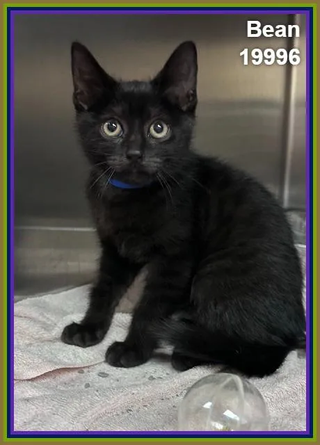 A baby medium-sized male Black Domestic Short Hair cat named Bean for adoption in Marietta, GA