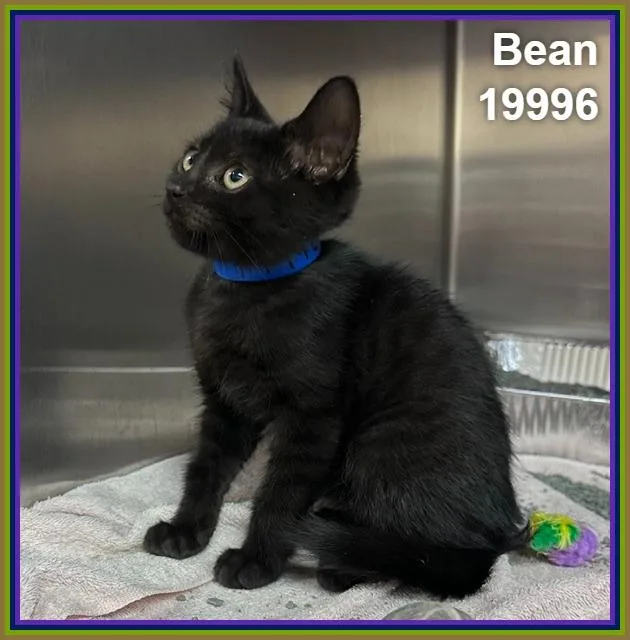 Bean thumbnail 3