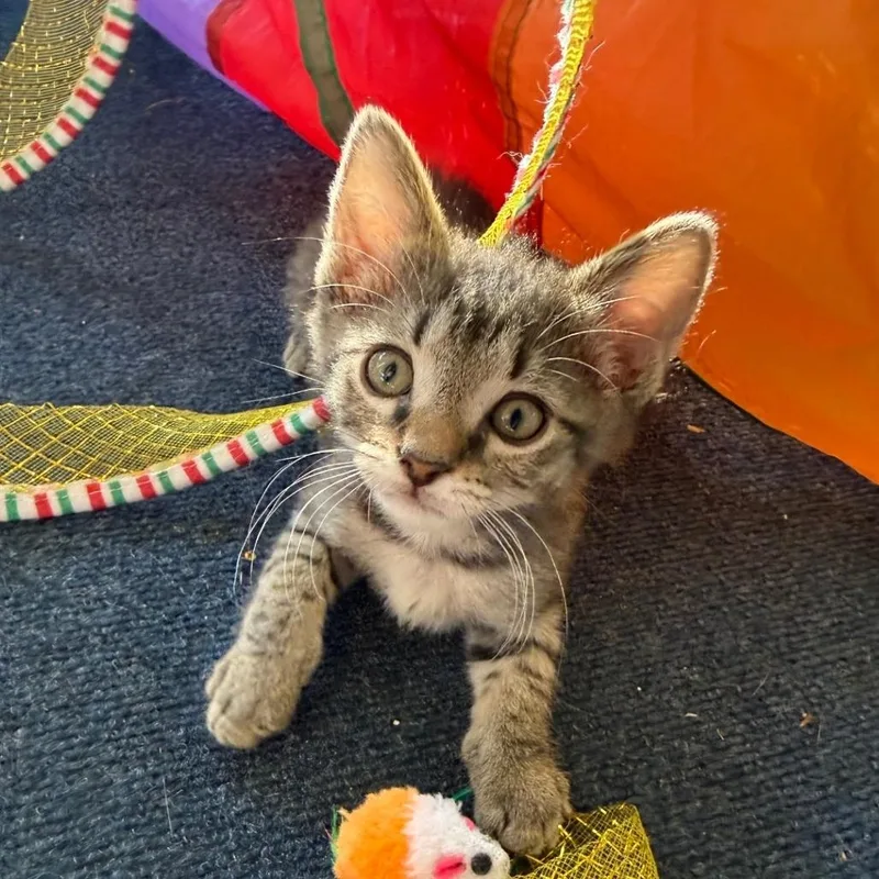 A baby small-sized male Gray / Blue / Silver Domestic Medium Hair cat named Breyer for adoption in Muncie, IN