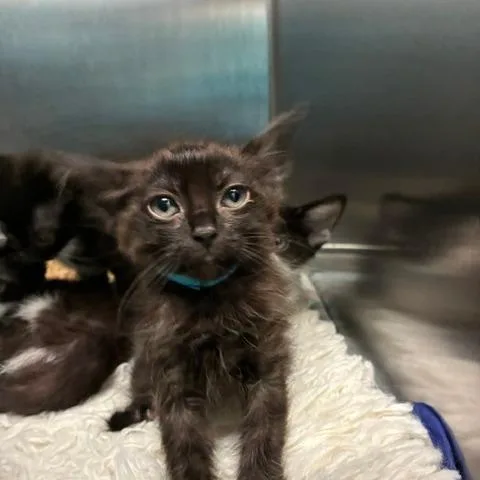 A baby small-sized female Black Domestic Short Hair cat named Iggy for adoption in Los Angeles, CA