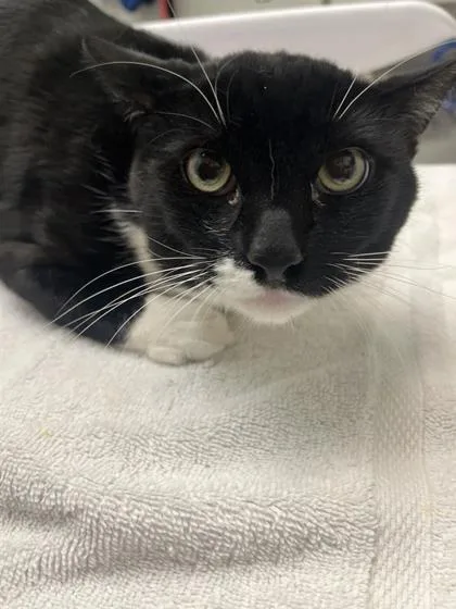 A young small-sized male Domestic Short Hair cat named Nino for adoption in Seattle, WA