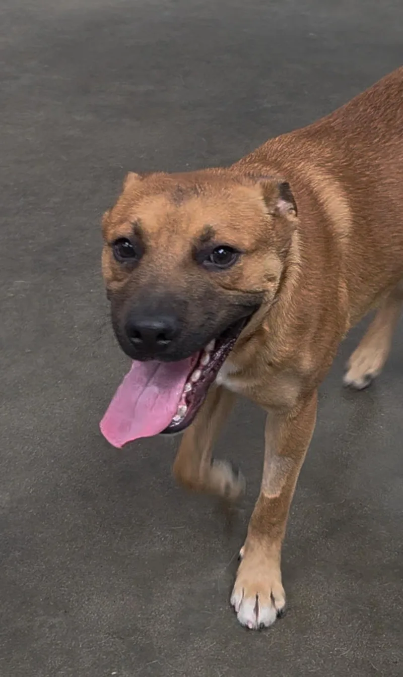 A young medium-sized male Shar-Pei dog named Beary Potter for adoption in Kellogg, ID