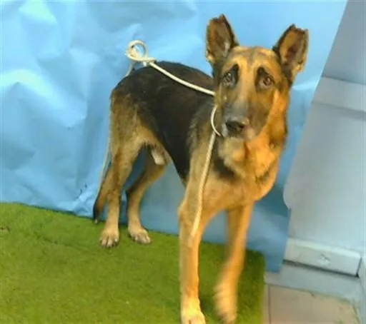 An adult large-sized male German Shepherd Dog dog named Gerry for adoption in Gardena, CA