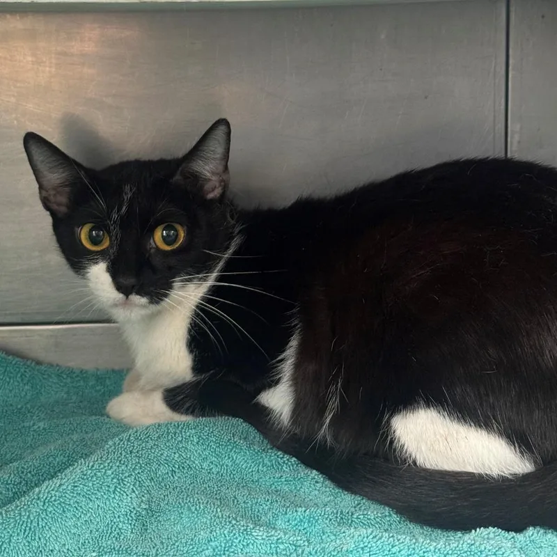 An adult medium-sized female Black Domestic Short Hair cat named Bonnie for adoption in Long Beach, CA