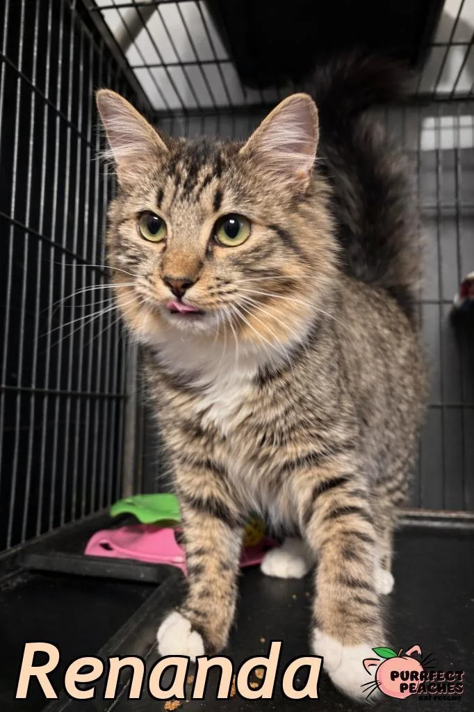 A baby medium-sized female Maine Coon cat named Renanda for adoption in Douglasville, GA