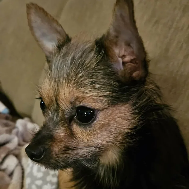 Bitsy