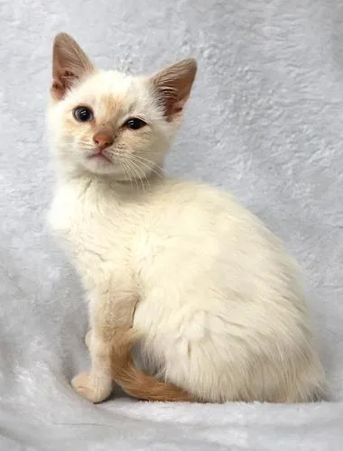 A young medium-sized male Domestic Short Hair cat named Censi for adoption in Thief River Falls, MN