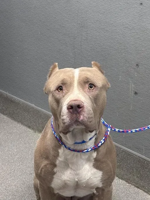 An adult large-sized male Pit Bull Terrier dog named Stafford for adoption in Las Vegas, NV