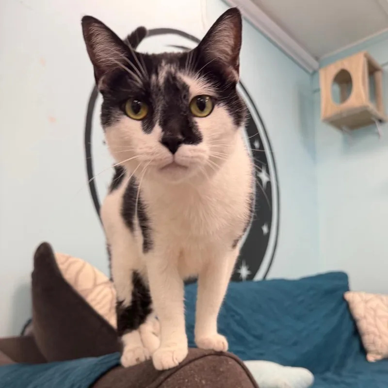 A senior large-sized male Black Domestic Short Hair cat named Pheasant for adoption in PITTSBURGH, PA