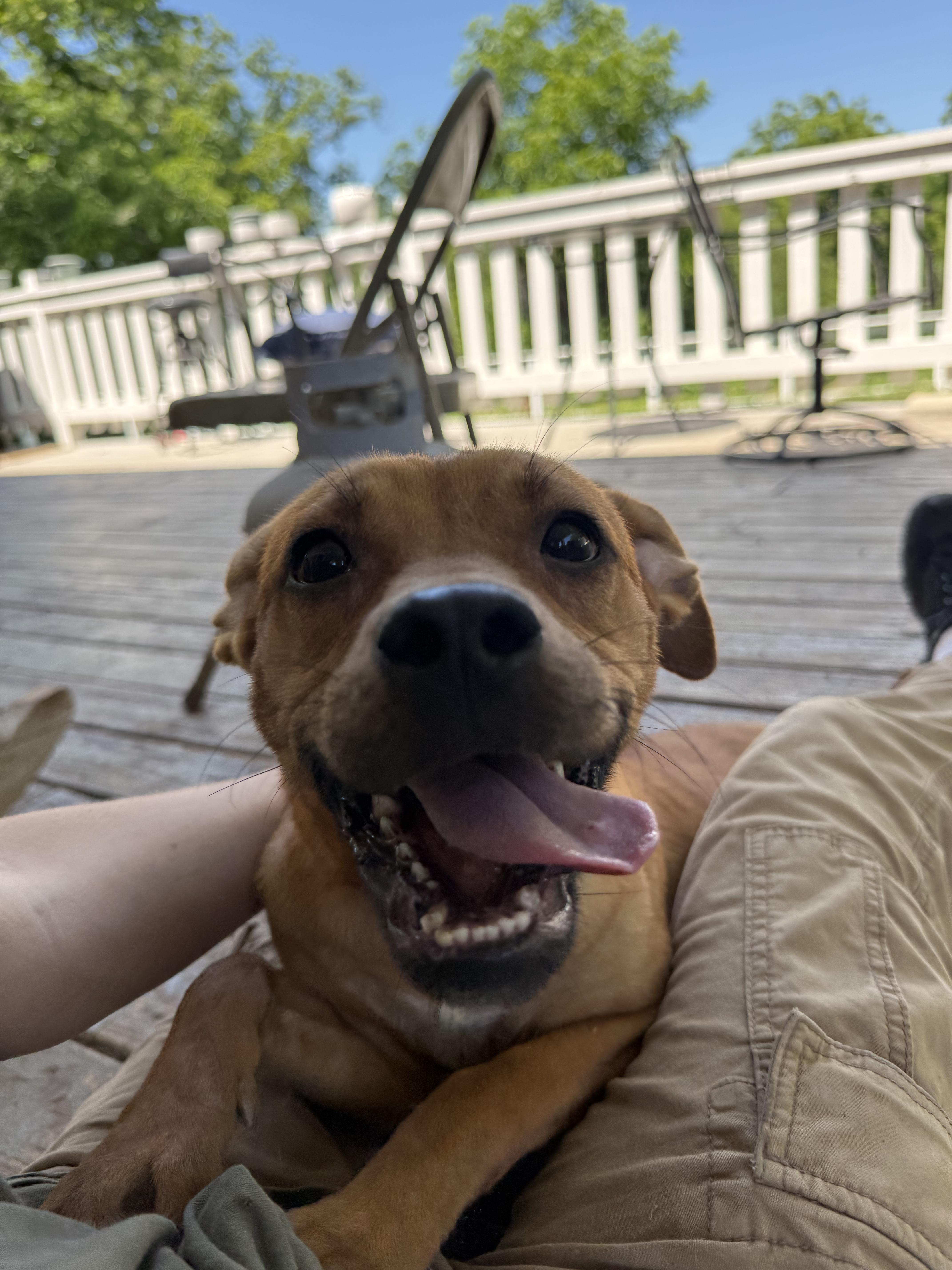 A young medium-sized female Apricot / Beige Boxer dog named Catalina for adoption in San Antonio, TX