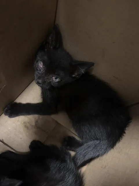A baby medium-sized male Domestic Short Hair cat named Max for adoption in Dallas, TX