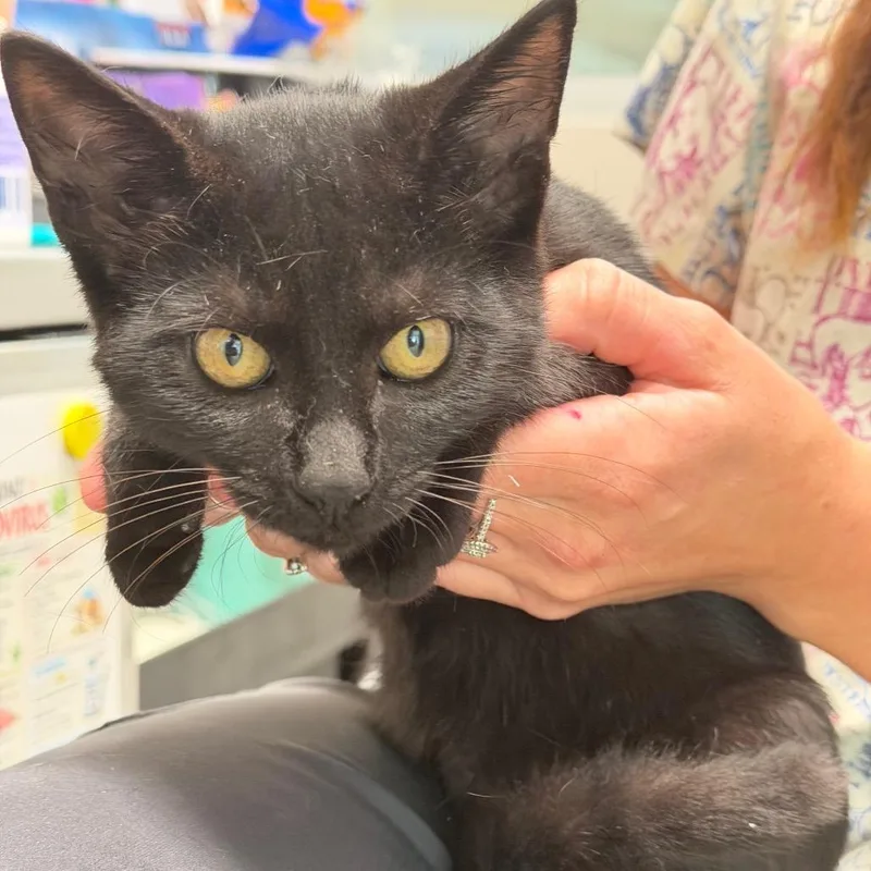 A baby medium-sized male Black Domestic Short Hair cat named Ron for adoption in Englewood, FL