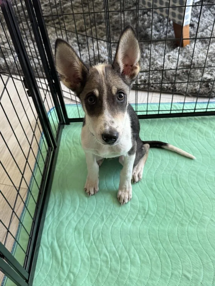 A baby medium-sized male Tricolor (Brown, Black, & White) Australian Shepherd dog named Xander for adoption in Colorado Springs, CO