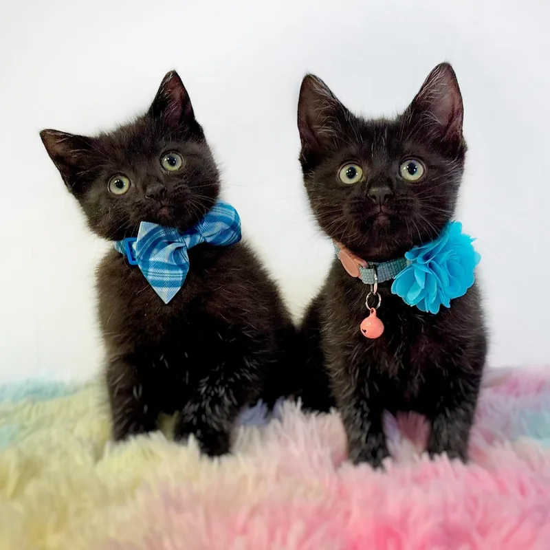 A baby medium-sized female Black Domestic Short Hair cat named Swampy And Puddles for adoption in Watertown, WI