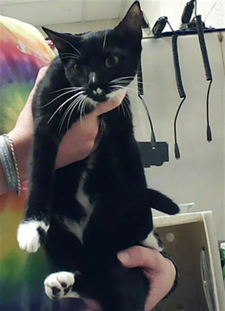 A young medium-sized female Domestic Short Hair cat named A for adoption in Fayetteville, NC