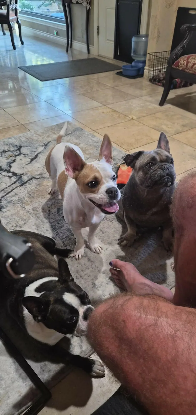 A young medium-sized female Boston Terrier dog named Coco for adoption in Gainesville, TX