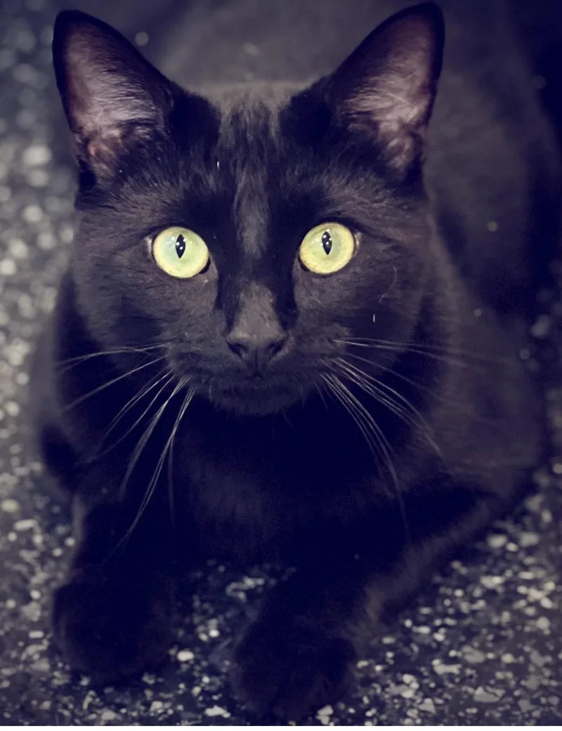 A baby medium-sized male Black Domestic Short Hair cat named Midnighty for adoption in Waltham, MA