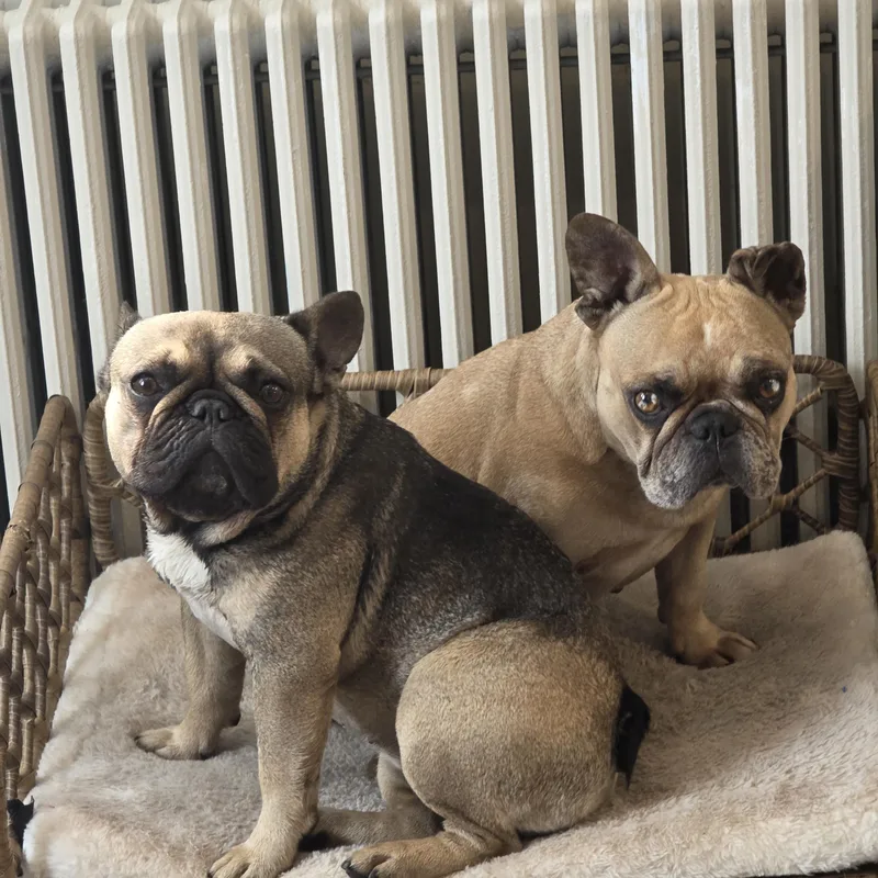Isabella & Coco