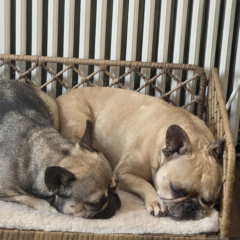 Isabella & Coco thumbnail 2