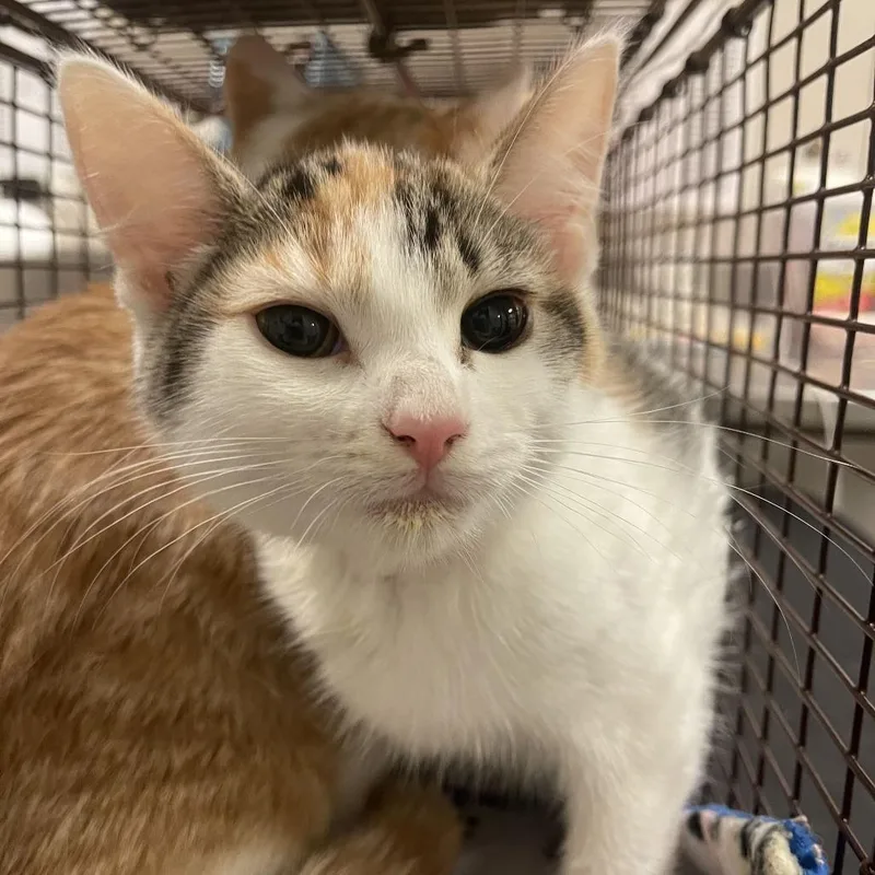 A baby small-sized female Domestic Short Hair cat named Esme for adoption in Chicago, IL