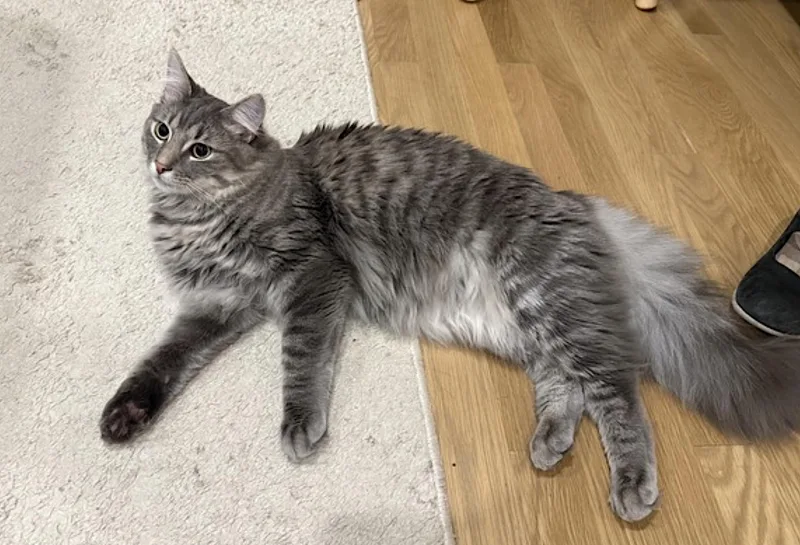 A young medium-sized male Gray / Blue / Silver Domestic Medium Hair cat named Momo and Pippin for adoption in Amherst, MA