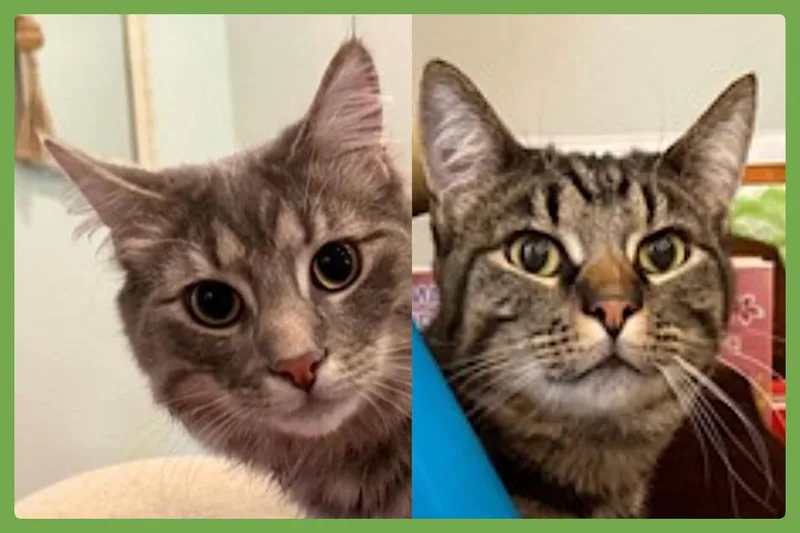 Momo and Pippin thumbnail 2