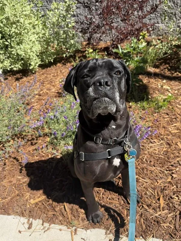 An adult large-sized female Mixed Breed dog named Cee cee for adoption in Truckee, CA