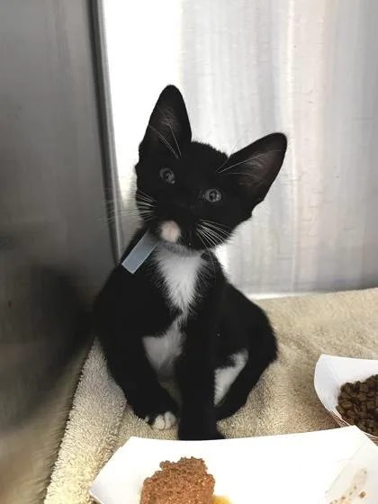 A baby small-sized male Domestic Short Hair cat named Sugar for adoption in Roseville, CA