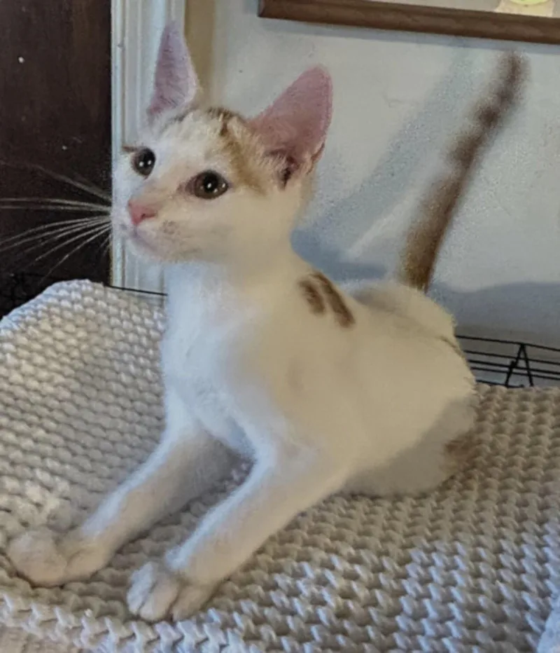 A baby medium-sized male Orange & White Domestic Short Hair cat named Oatmeal for adoption in Pottstown, PA