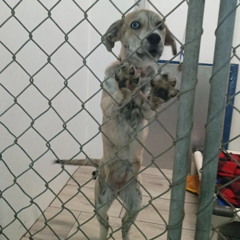 An adult medium-sized female Gray / Blue / Silver Mixed Breed dog named Marilyn for adoption in Denison, TX