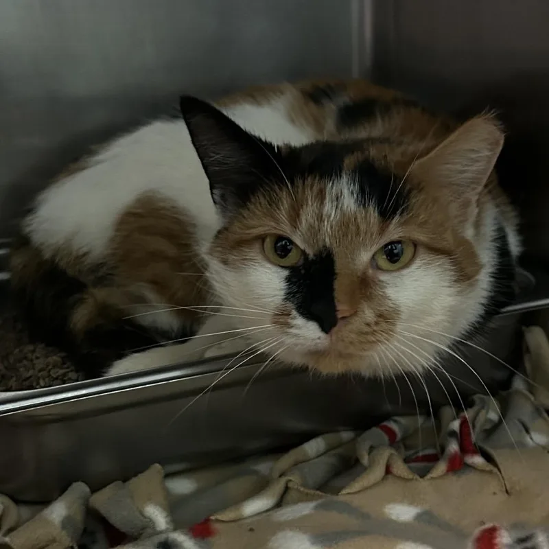 An adult small-sized female Calico Domestic Short Hair cat named Lumpkins for adoption in Spruce Pine, NC