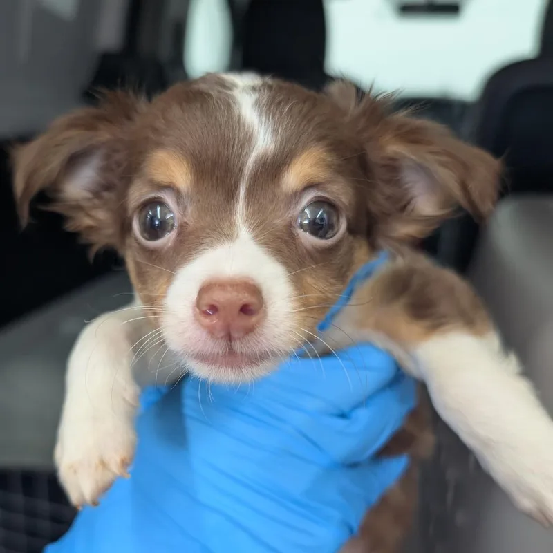 A baby small-sized male Brown / Chocolate Mixed Breed dog named Briar for adoption in DeKalb, IL