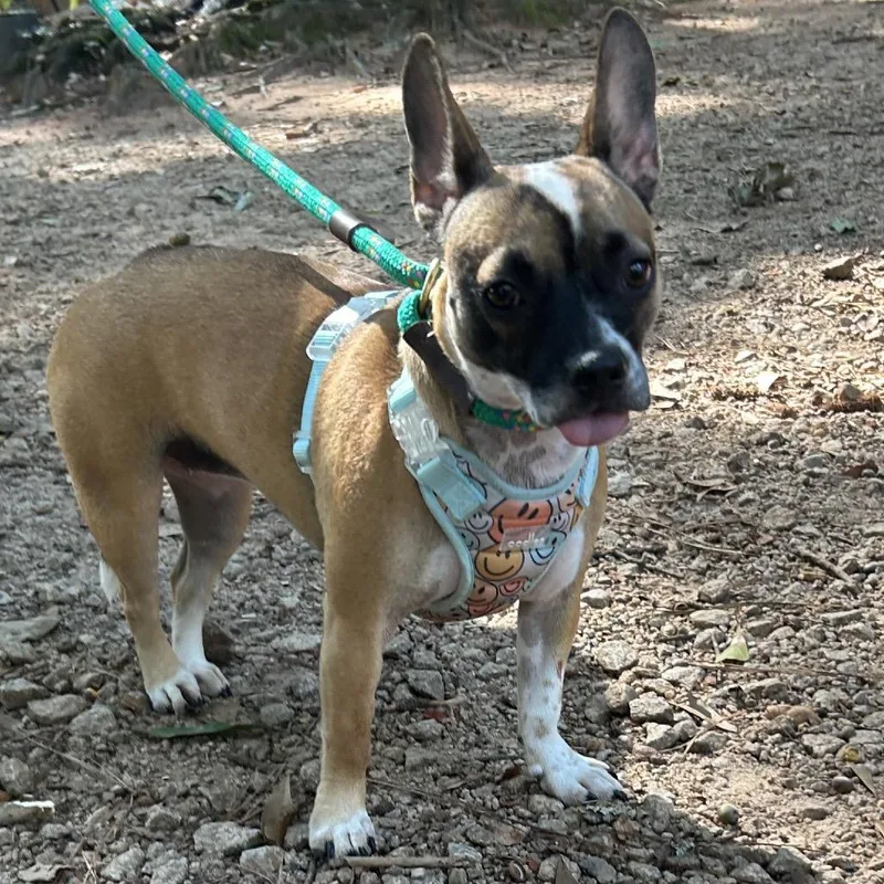 A young small-sized female Chihuahua dog named Bahama Mama for adoption in Decatur, GA