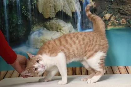 An adult medium-sized male Domestic Short Hair cat named Shell for adoption in West Chester, PA