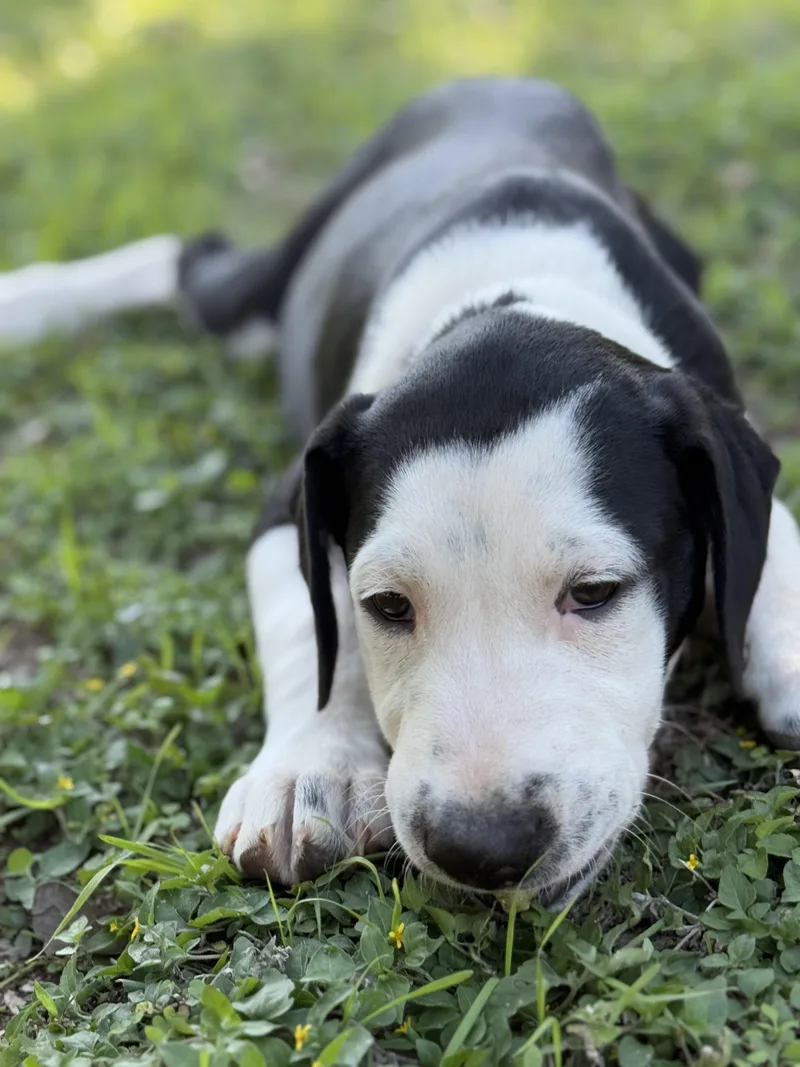 A young large-sized male Black Bull Terrier dog named Milton for adoption in San Saba, TX