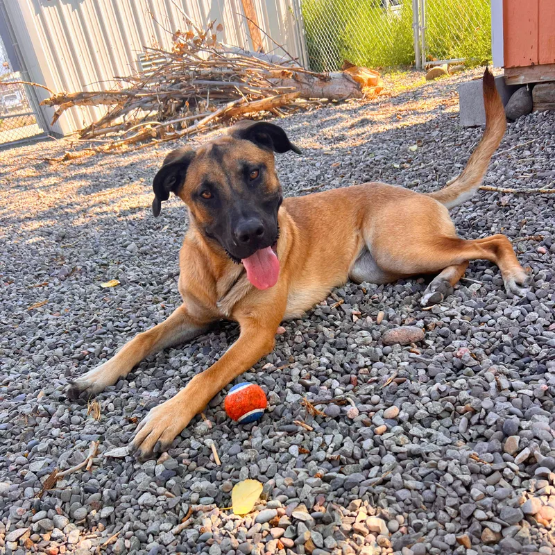 An adult large-sized female Black Belgian Shepherd / Malinois dog named Trudy  Delta for adoption in Ridgway, CO
